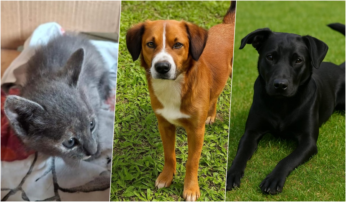 ‘Me leva pra casa?’ Conheça 11 pets fofíssimos que aguardam por adoção em Jaraguá do Sul
