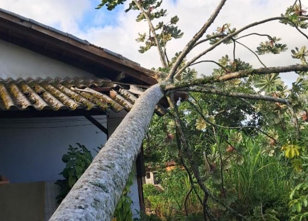 Temporal derruba 22 árvores e causa destelhamentos em Jaraguá do Sul