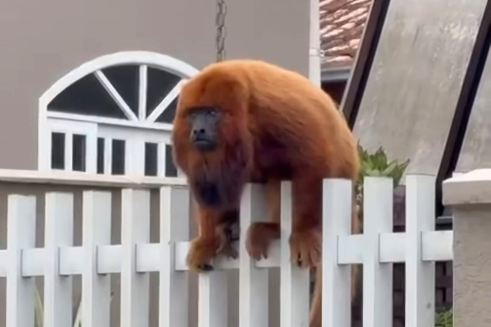 Bugios e outros mais! Conheça as espécies de macacos que habitam em Jaraguá do Sul