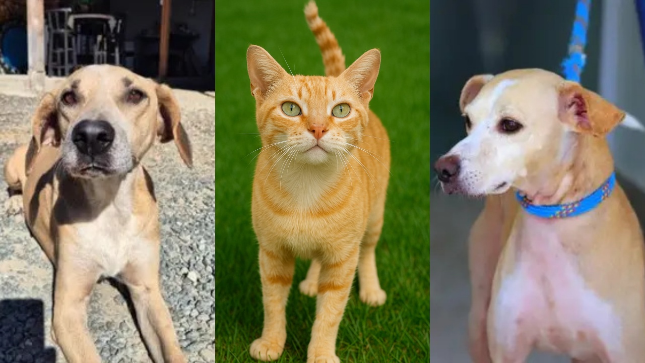 ‘Me Leva Pra Casa?’: conheça 11 pets que esperam um lar nesta semana em Jaraguá