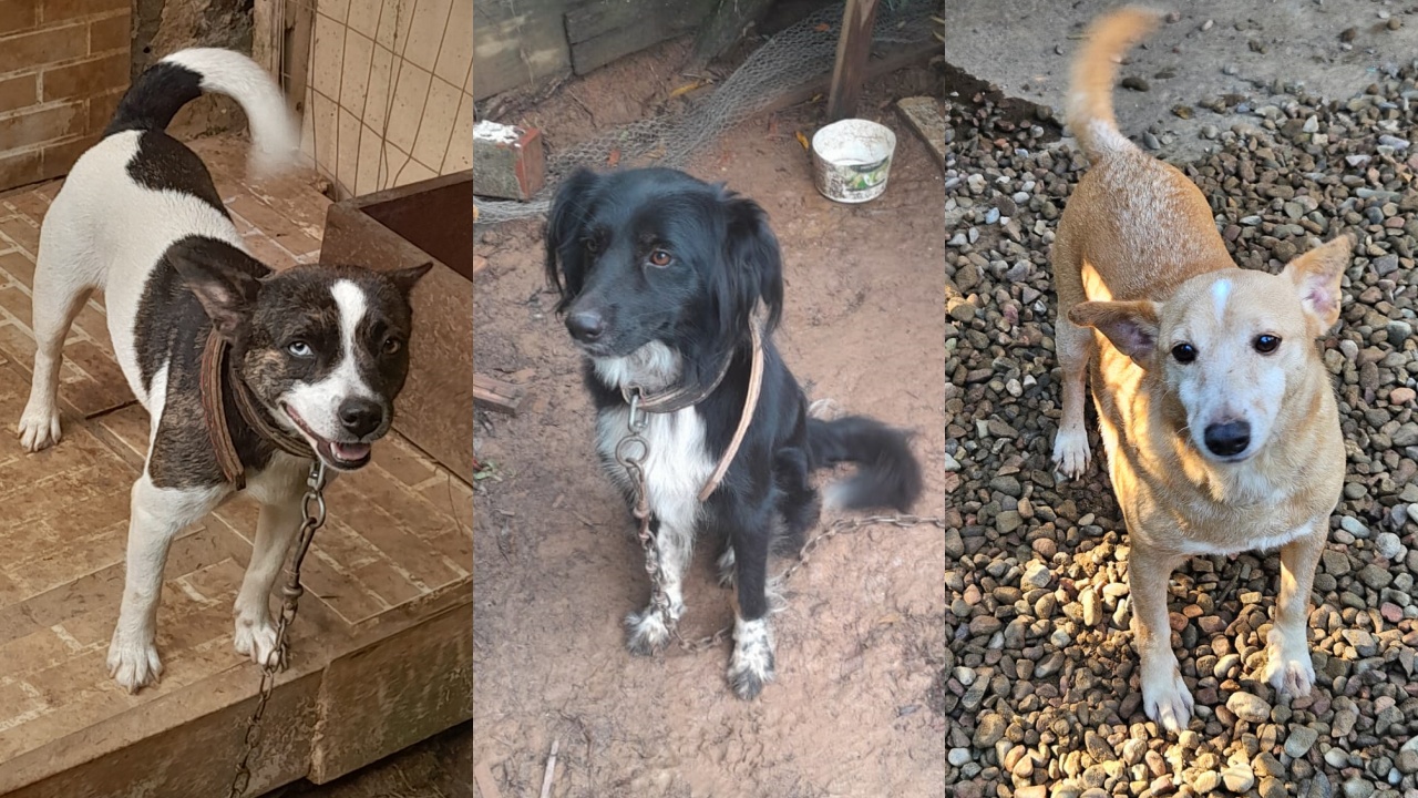 ‘Me leva pra casa?’: conheça 10 pets fofos disponíveis para adoção em Jaraguá do Sul