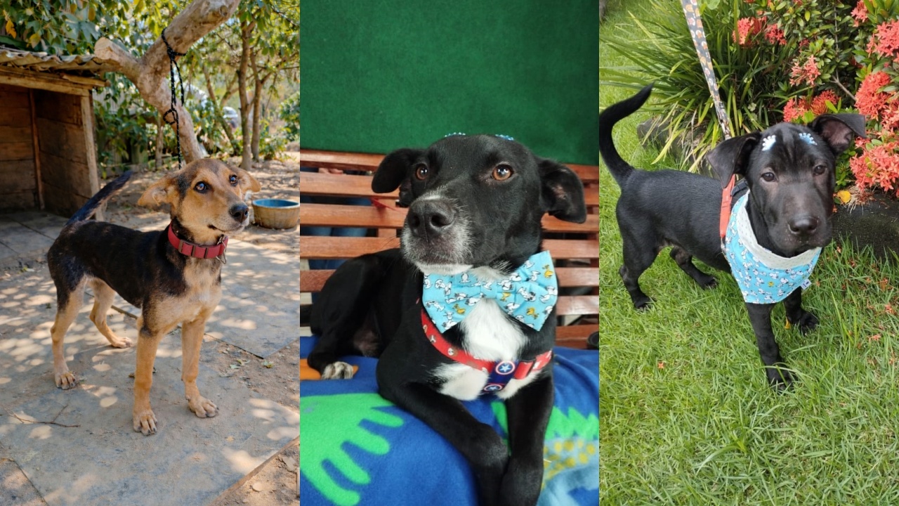 ‘Me leva pra casa?’: 8 cãezinhos filhotes e adultos aguardam por adoção em Jaraguá do Sul