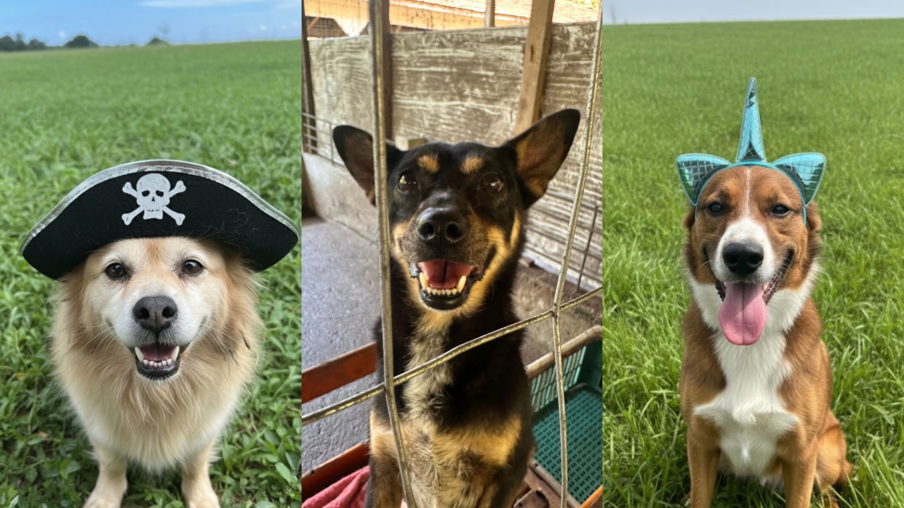 ‘Me leva pra casa’: 10 cães de Jaraguá do Sul esperam por uma família cheia de amor