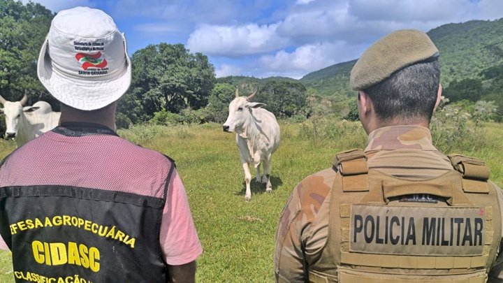 Polícia Militar inicia operação para coibir Farra do Boi em Santa Catarina