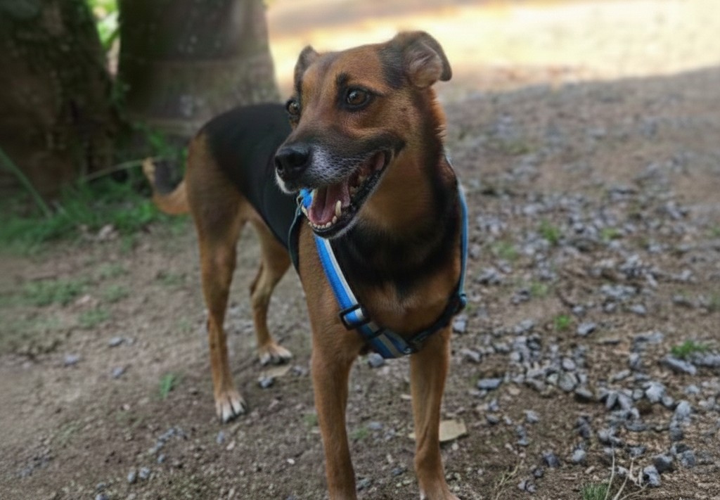 Você viu a Madona? Família de Jaraguá do Sul procura por cachorrinha perdida