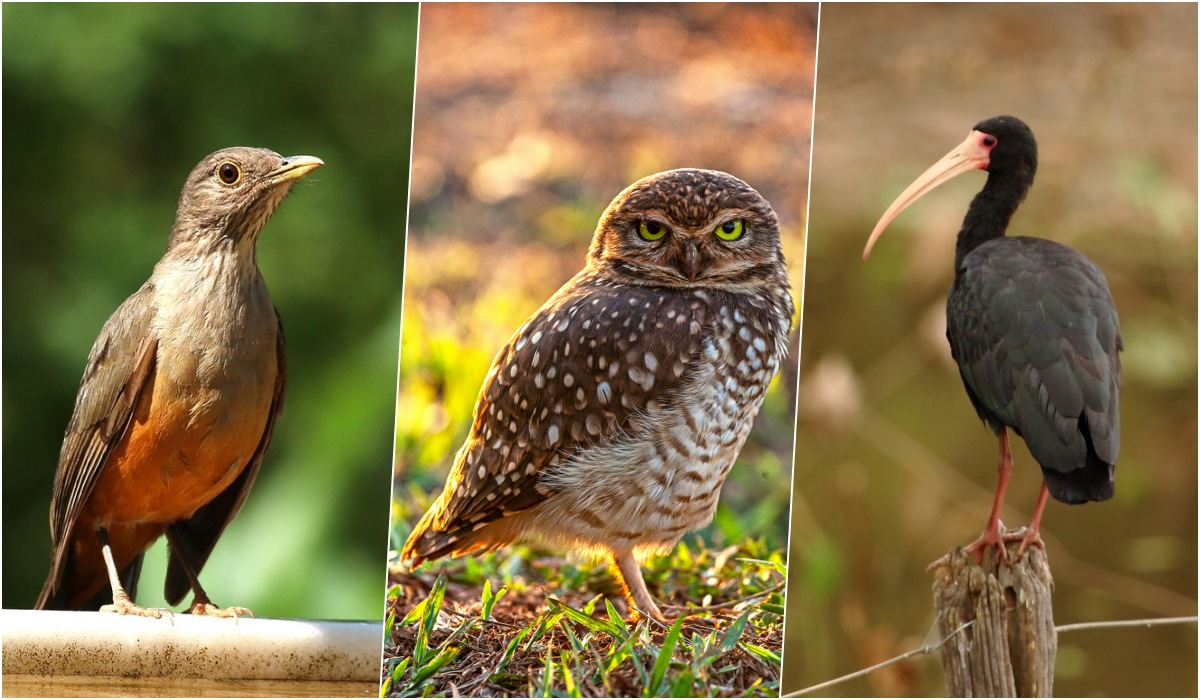 10 espécies de pássaros que você já viu ou ouviu em Jaraguá do Sul; ouça os cantos!