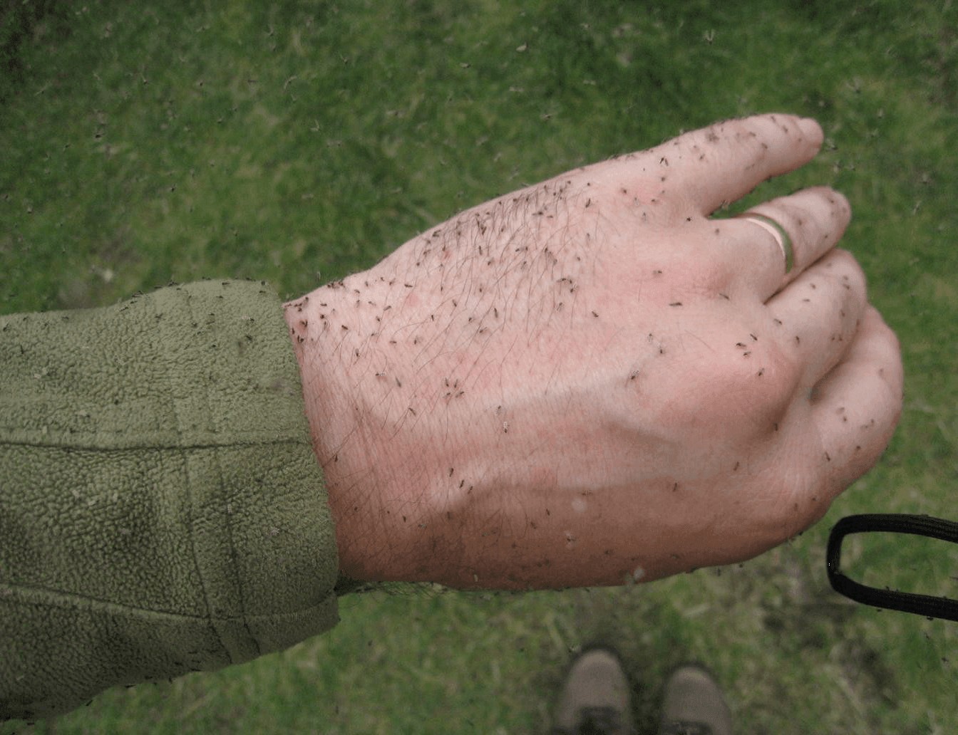 Por que a picada do maruim dói e coça tanto? Médico de Jaraguá explica como aliviar e se proteger