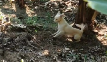 Após latido, influenciador flagra cobra predando sapo em Corupá