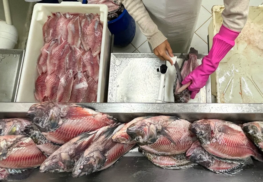 Produção de peixe em Jaraguá do Sul dobra durante a Quaresma