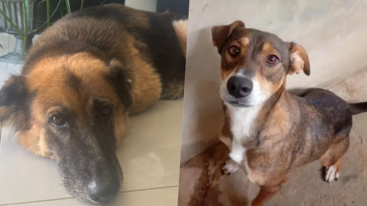 ‘Me leva pra casa?’: veja 5 cães que precisam de um lar e uma família em Jaraguá do Sul