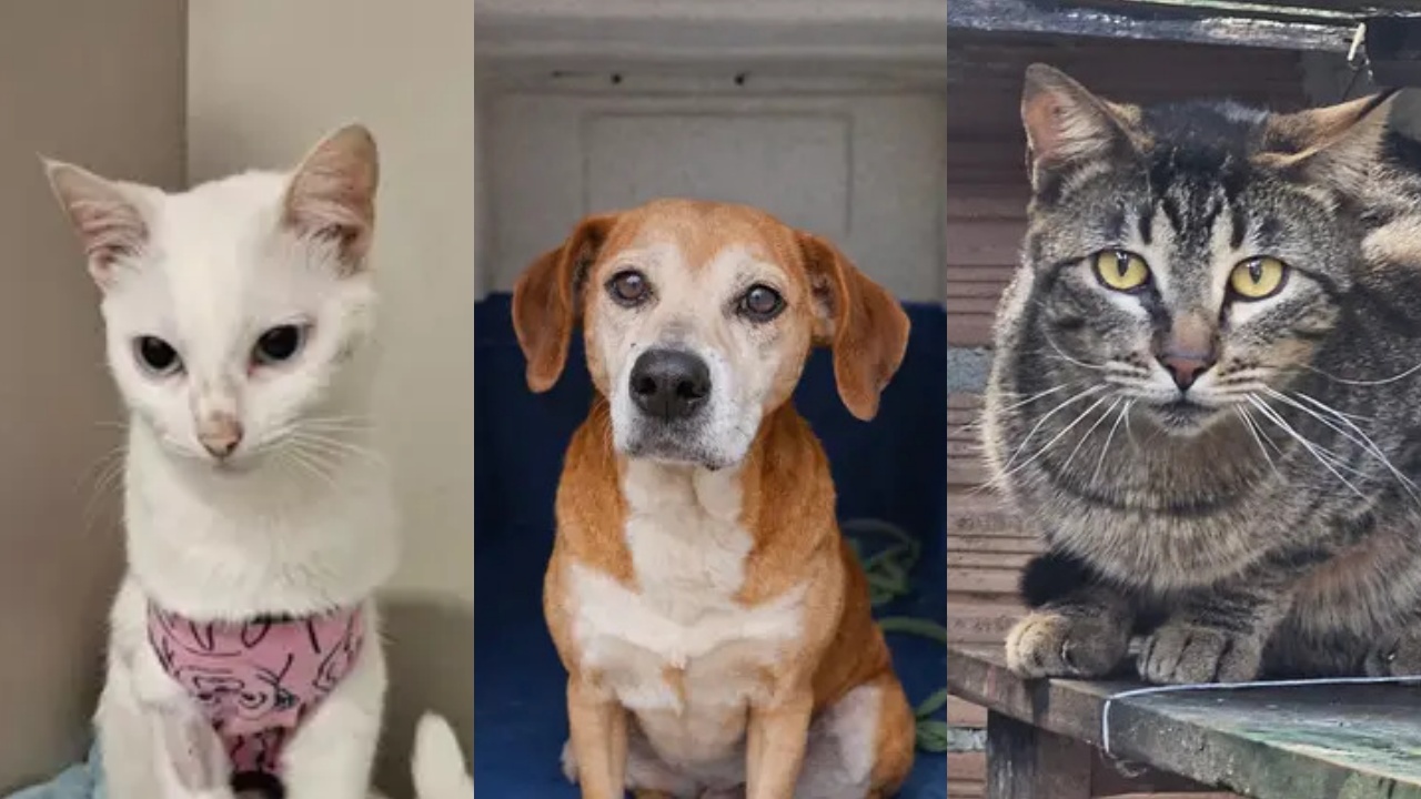 ‘Me leva pra casa?’: conheça 13 pets fofos que esperam por um lar em Jaraguá do Sul
