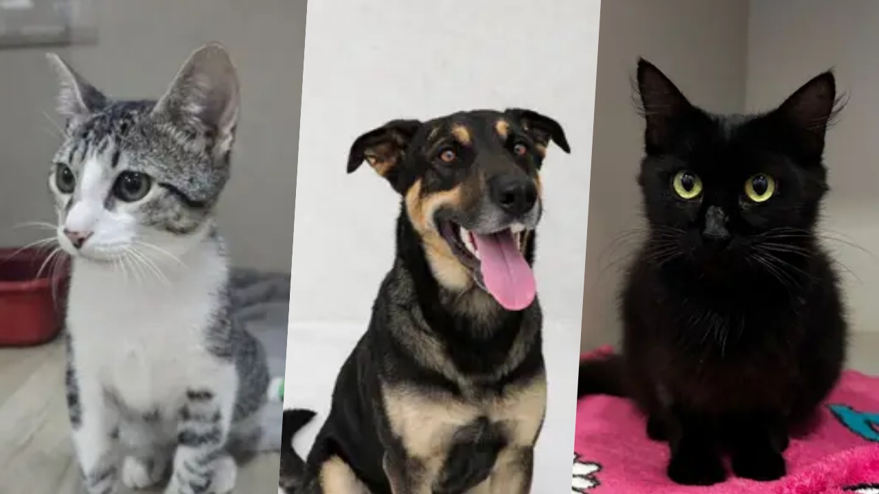 Adota Jaraguá: conheça 15 cães e gatos resgatados que procuram por uma família