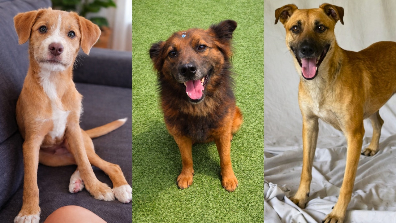 “Me Leva Pra Casa?”: 10 cães com histórias emocionantes aguardam um novo lar em Guaramirim