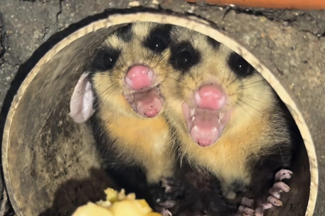 VÍDEO: Biólogos resgatam família de gambás em encanamento de casa em Jaraguá do Sul