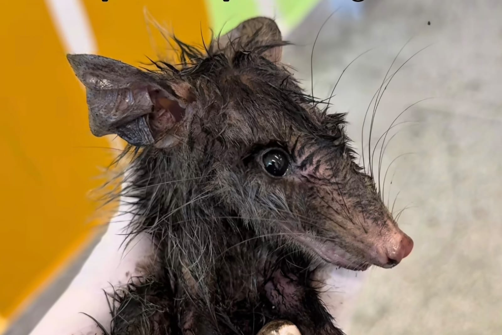 VÍDEO: Gambá cai em tambor de graxa em Jaraguá e resgate de biólogos viraliza