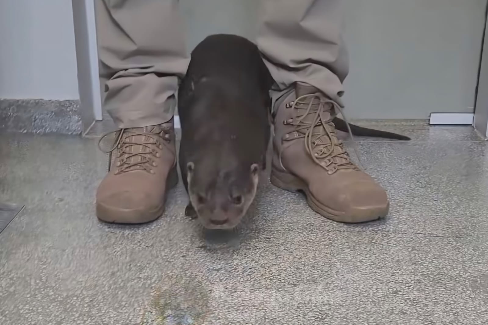 Fofura! Lontra resgatada em Jaraguá do Sul pede carinho e brinca com biólogos; veja vídeos