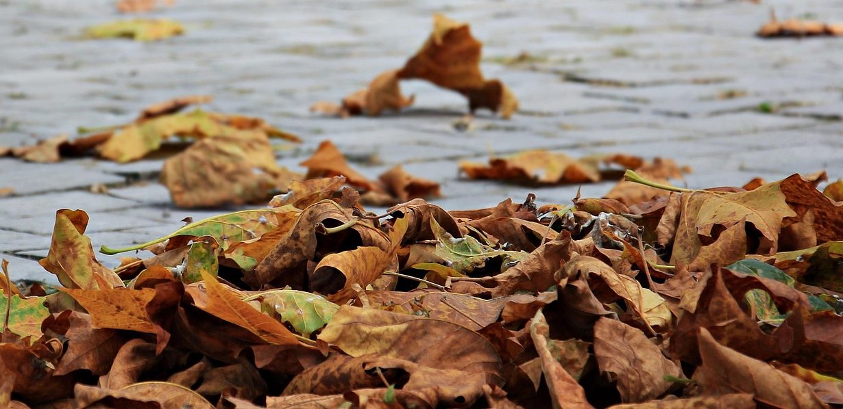 Chegou o outono! Saiba o que esperar da estação e quando deve começar a esfriar na região
