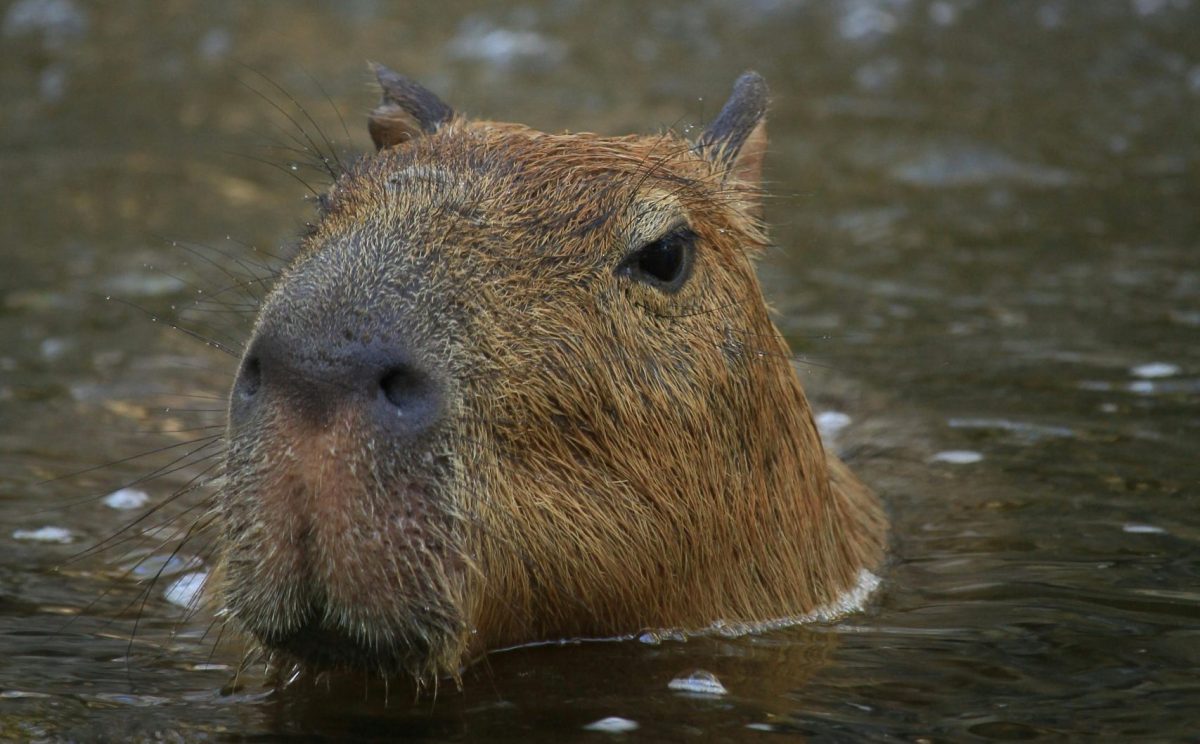 As capivaras de Jaraguá do Sul são fofas, mas não são pets! Entenda por que evitar contato com elas