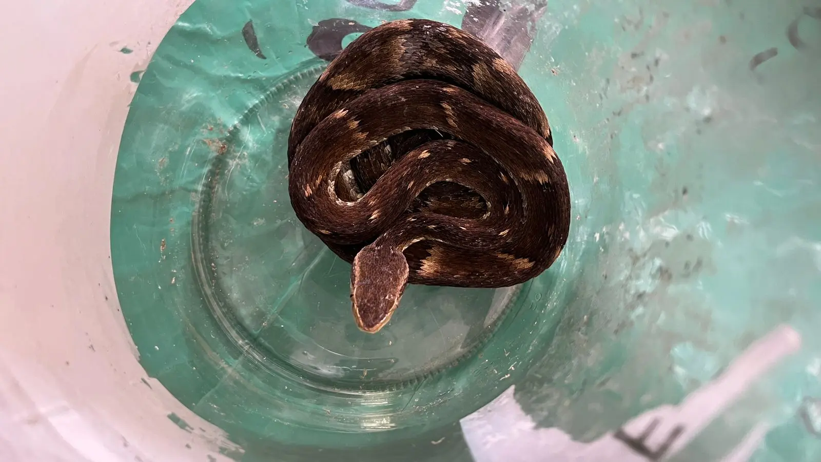Cobra venenosa é encontrada viva dentro de recicláveis e assusta trabalhadores em Jaraguá do Sul