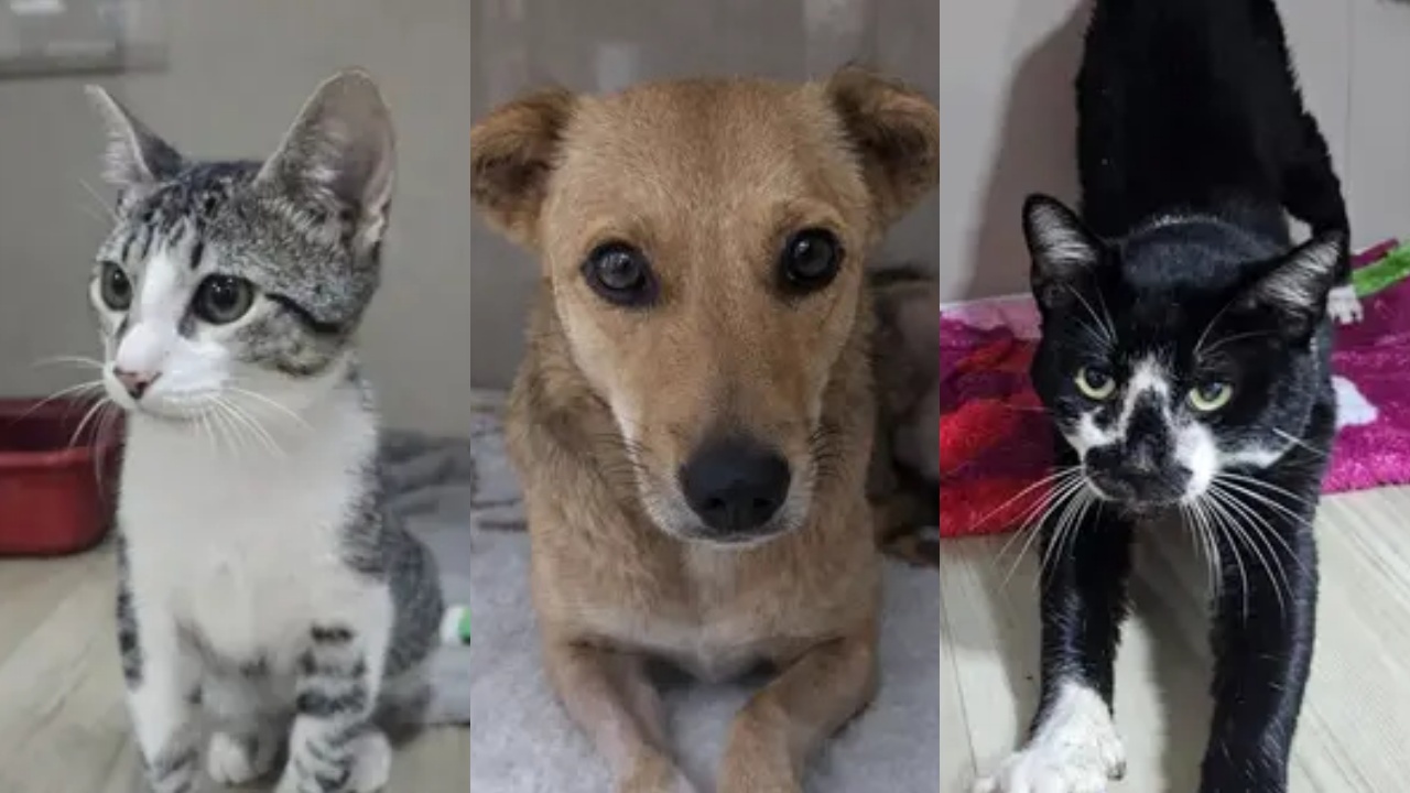 Adota Jaraguá: conheça 10 pets fofíssimos à espera de uma família na região