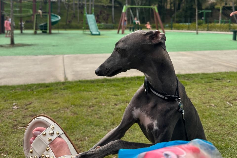 Você viu o Duff? Família procura cão desaparecido no Parque Malwee e oferece recompensa