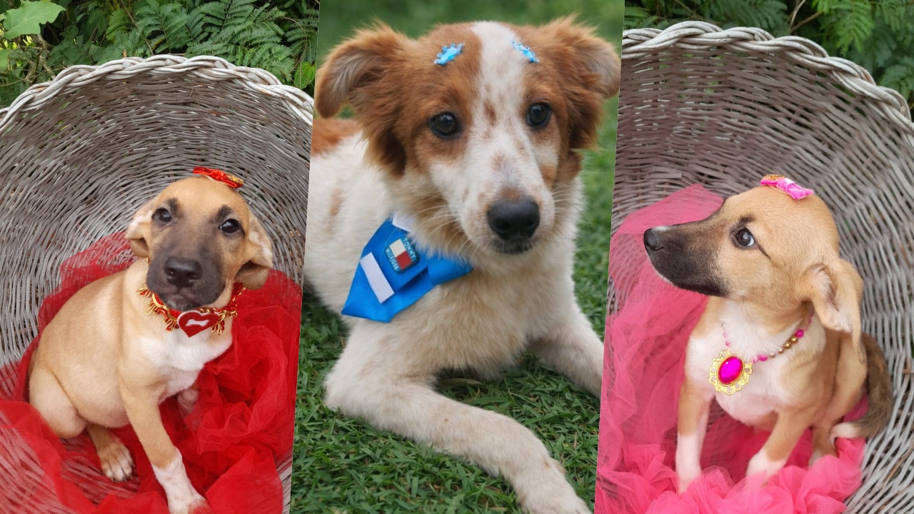 Adota Jaraguá: conheça 6 filhotes apaixonantes à espera de uma família