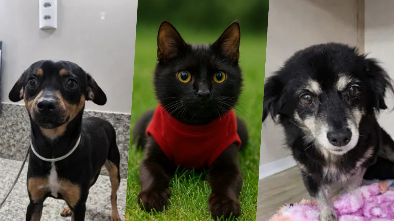 Adota Jaraguá: conheça 10 cães e gatos resgatados que esperam por um lar na cidade