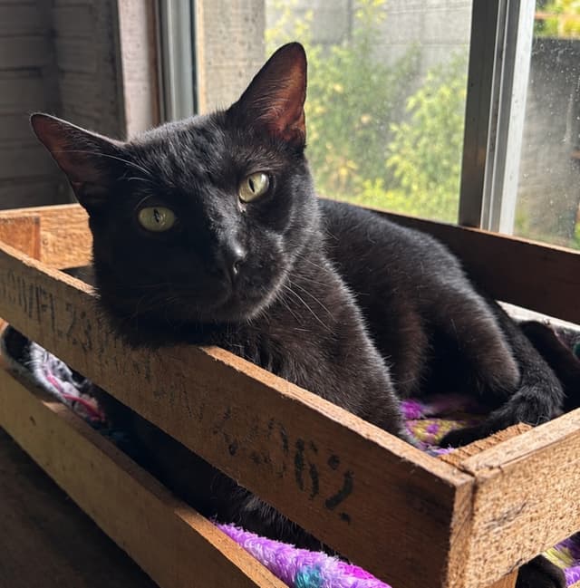 Cafú