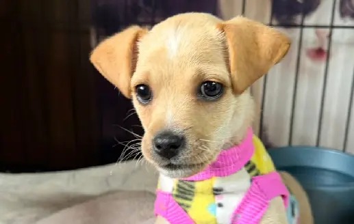 Fujama leva feira de adoção à Expo 150 com 12 pets à espera de um novo lar em Jaraguá do Sul