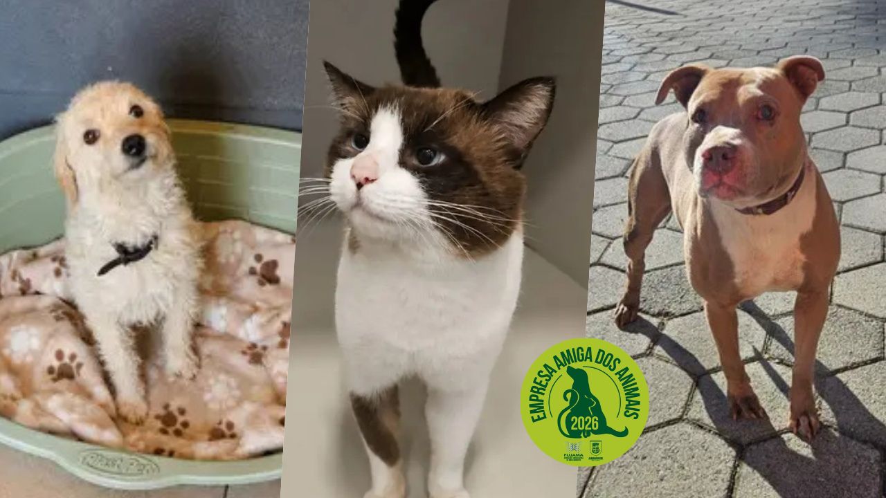Adota Jaraguá: 9 cães e gatos que aguardam uma nova família para adoção responsável