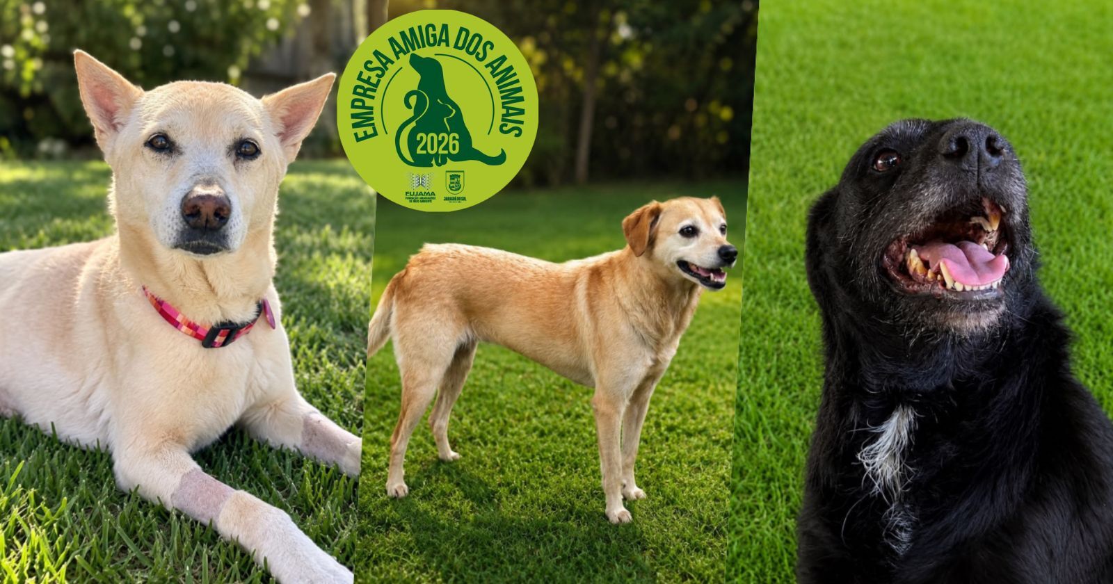 Adota Jaraguá: conheça 13 cães adoráveis que buscam adoção responsável em Jaraguá do Sul
