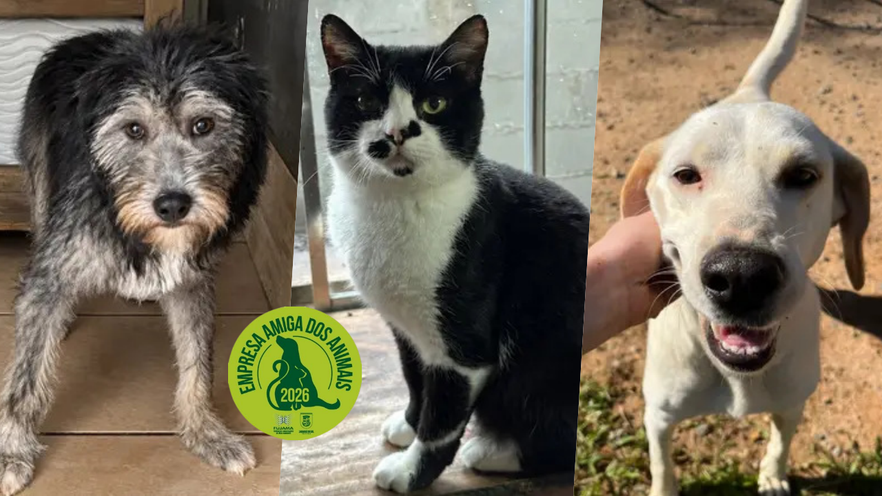 Adota Jaraguá: conheça 8 cães e gatos que esperam por adoção pela Fujama