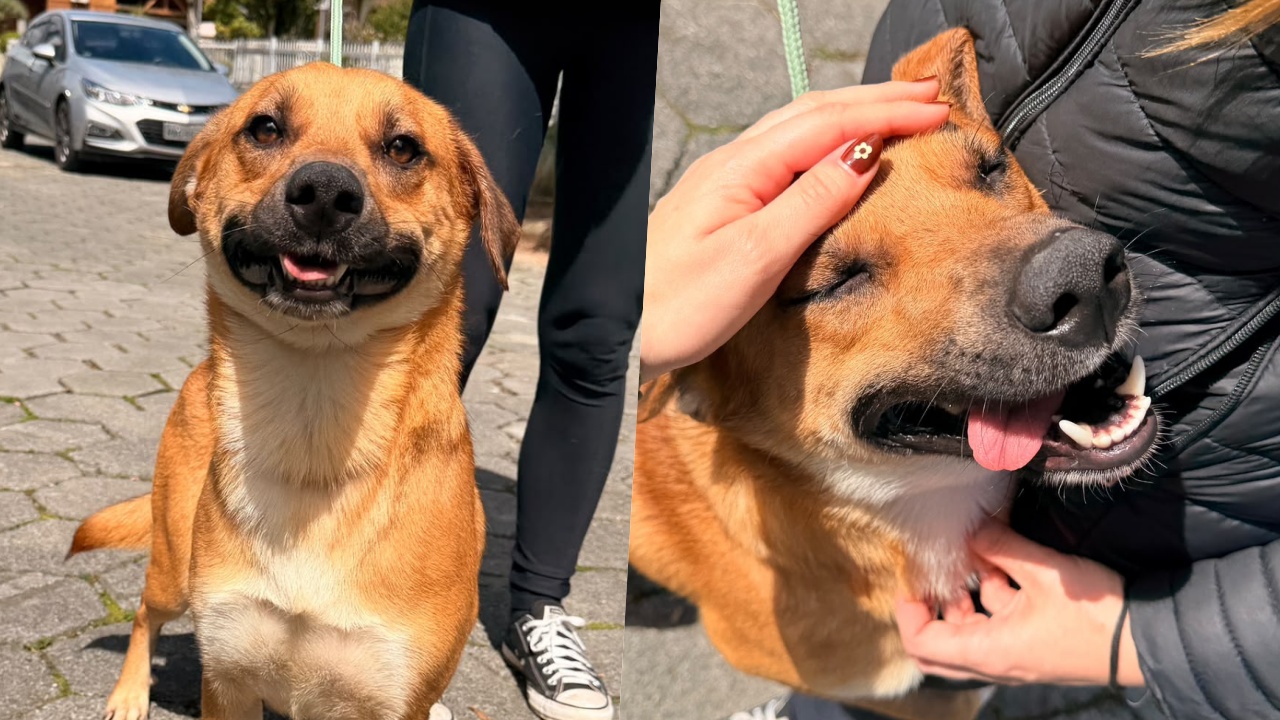 Procura-se um lar para Clóvis: cão vítima de violência em Jaraguá se recupera e aguarda por adoção