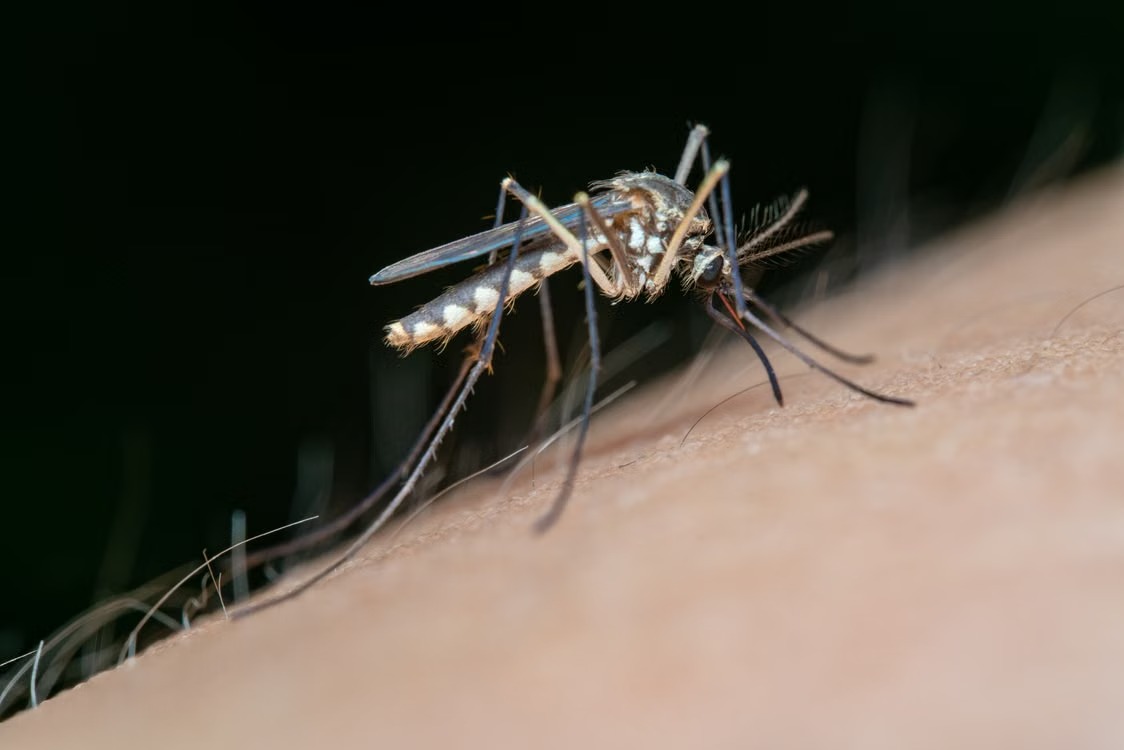 Dengue em Jaraguá do Sul: cidade já tem 1.239 focos do mosquito; veja 8 cuidados para proteger sua casa