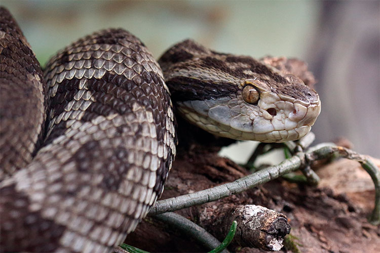 Como se proteger de cobras na primavera? Biólogos orientam sobre cuidados em Jaraguá
