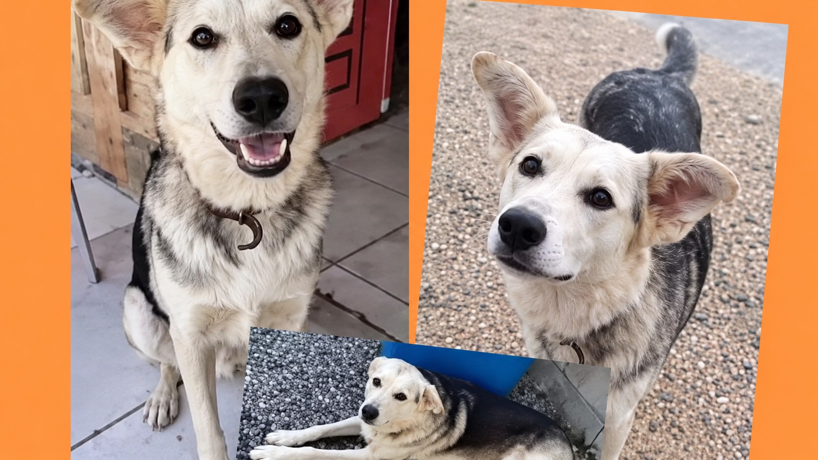 Justiça por um animal: a condenação em Jaraguá do Sul que merece nossa atenção