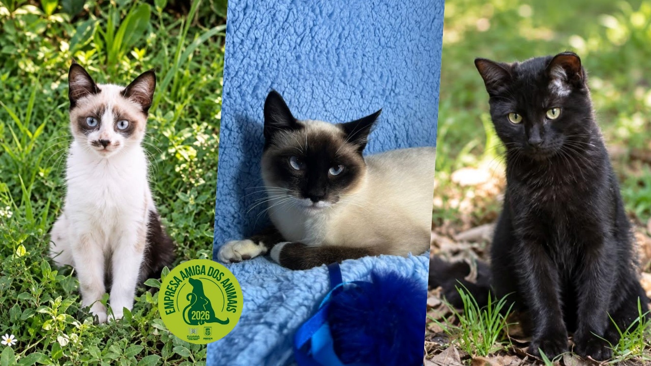 Adota Jaraguá: conheça oito gatinhos que esperam por uma família na cidade