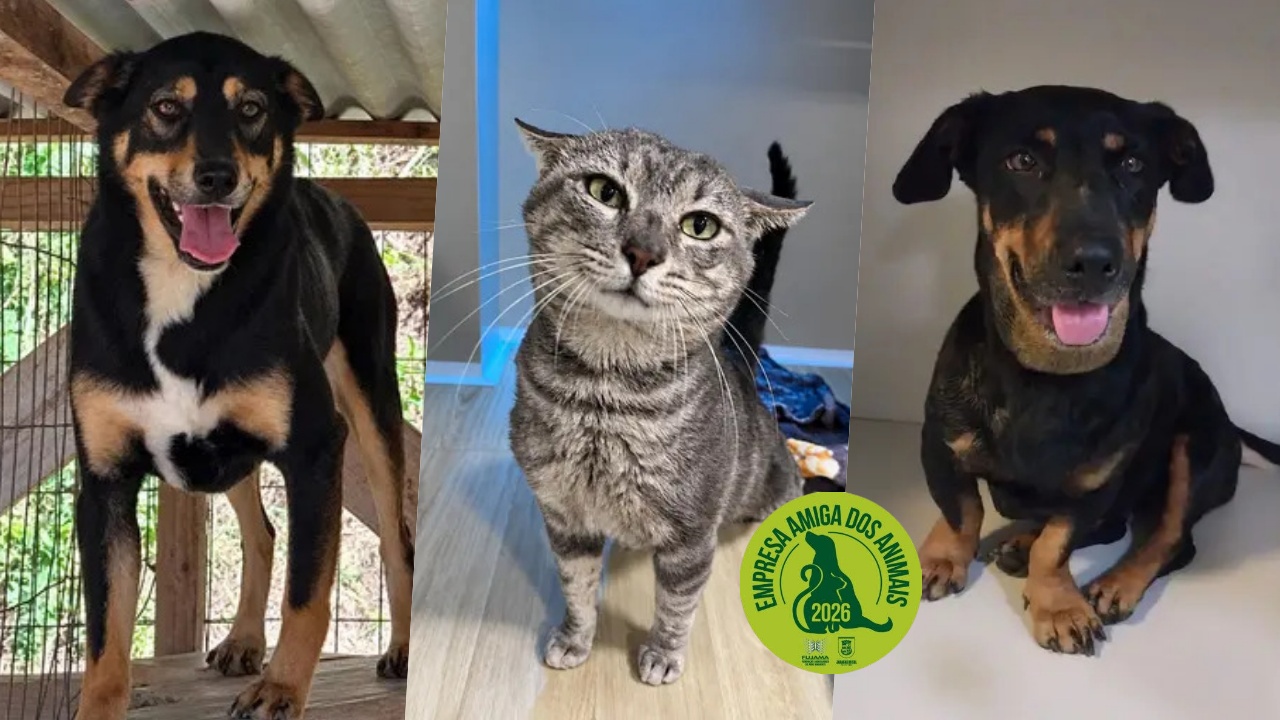 Adota Jaraguá: conheça 9 cães e gatos que esperam por uma família em Jaraguá do Sul