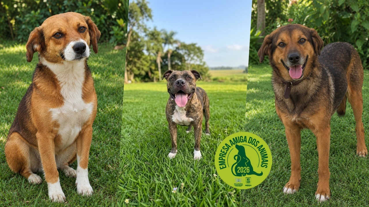 Adota Jaraguá: conheça 15 animais do Projeto Estrela Dalva que esperam por uma família