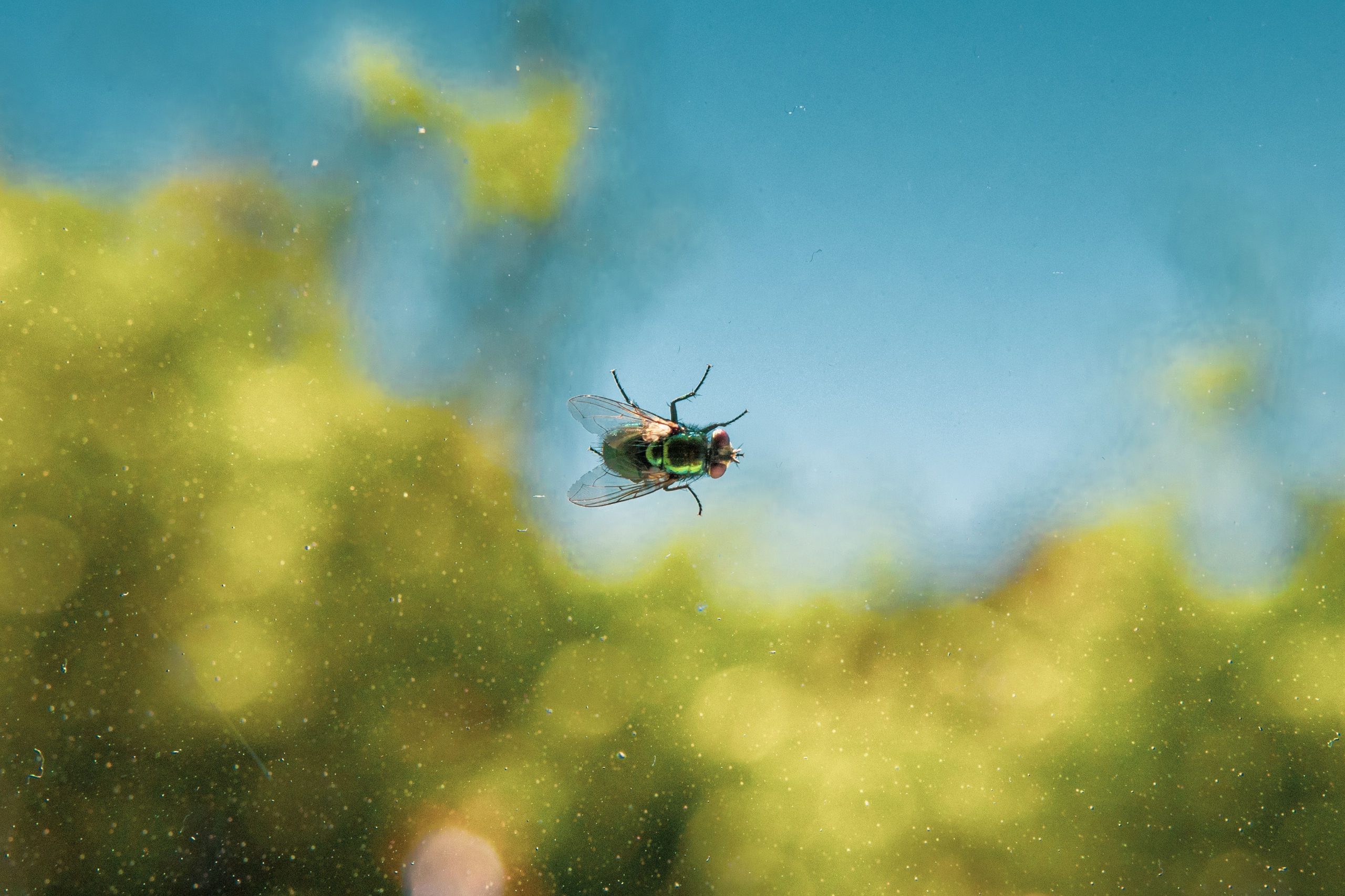 Moscas em casa na primavera? Veja o que atrai o inseto e como evitar o incômodo nos dias mais quentes
